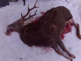 Браконьеры в Черниговской области убили в национальном парке благородного оленя