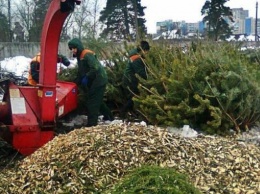 В Харькове уничтожат 50 тысяч елок