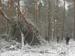 Суд вынес приговор лесорубу, вырубившему деревьев на 34 тысячи гривен