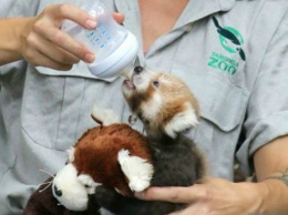 В сиднейском зоопарке спасли детеныша красной панды - фото