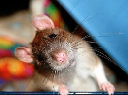 Ученые превратили мышей в зомби