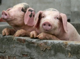 В Луганской области свиньи заболели африканской чумой