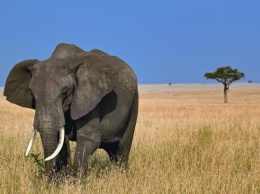 За долги. Зимбабве расплатилось с Китаем слонами