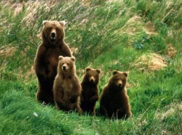 В Томской области в 2 раза выросла популяция бурого медведя