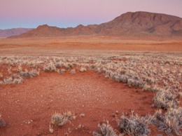 Ученые раскрыли тайну появления «ведьминых кругов» в Намибии