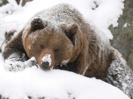 В Карпатских лесах обнаружили дивного медведя (Видео)