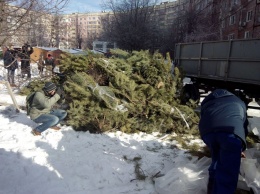 Смотри: в Днепре принялись дробить елки