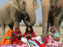 Мерзнущим слонам в Индии связали свитера