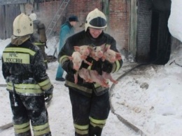 В Томской области пожарные вынесли на руках 150 поросят из горящего свинарника