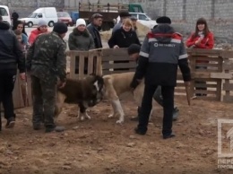 Криворожскую активистку обвиняют в организации собачьих боев с участием азиатских овчарок