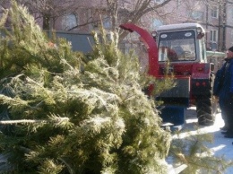 В Днепре елки будут использовать в качестве отопления