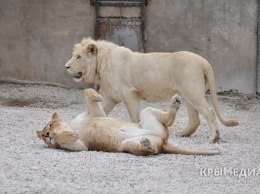В сафари-парке «Тайган» родились четыре белых львенка