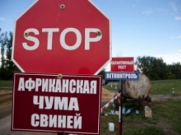 Кабмин направил 45 миллионов гривень на борьбу с африканской чумой свиней на Киевщине