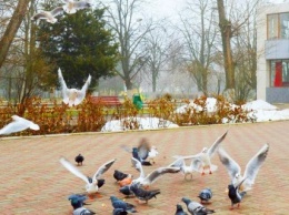 Экогоги Черноморска призывают помочь выжить птицам