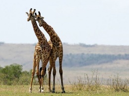 Ученые: Молоко жирафов гораздо полезнее коровьего
