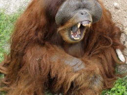 Самка орангутанга научилась использовать пилу