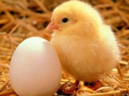 "Овостар Юнион" в 2016г увеличил производство яиц на 24%