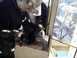 В Каменском спасатели вызволили собаку из заброшенной многоэтажки