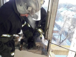 Пожарные спасли собаку из заброшенного здания