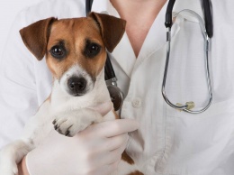 Ветеринарная клиника в Украине - выгодный бызнес