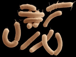 Ученые обнаружили бактерий, способных "общаться" друг с другом с помощью электрических импульсов