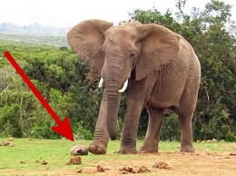 В Африке замечен слон, играющий в футбол черепахой (видео)