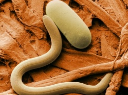 Ученые: Плоский червь выживает после замораживания