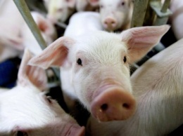 Около двух тысяч свиней уничтожат из-за африканской чумы в Кировоградской области