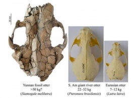 В Китае нашли останки выдры размером с человека
