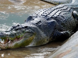 Во Флориде аллигатор чуть не потопил туристическую лодку, у которой сломался мотор