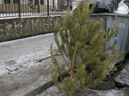 В Симферополе новогодние елки переработают в щепу или скормят животным в зооуголке