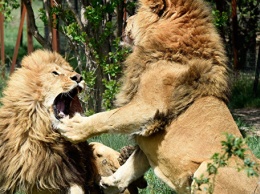 Аналог парка львов "Тайган" построят в Турции