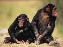 Суд в Нью-Йорке отказался признать двух шимпанзе полноценными личностями
