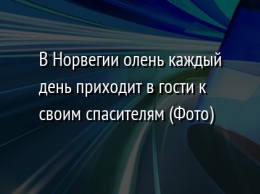 В Норвегии олень каждый день приходит в гости к своим спасителям (Фото)