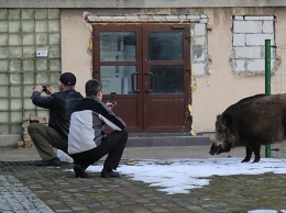 В Польше набирает популярность селфи с кабанами