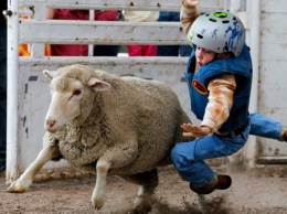 В новозеландском родео примут участие люди в овечьих шкурах