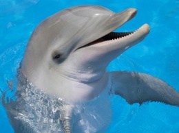 Любители селфи снова убили дельфина (ВИДЕО)