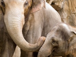 Ученые назвали слонов самыми заботливыми животными