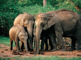 Ученые назвали Индийского слона самым заботливым животным на Земле