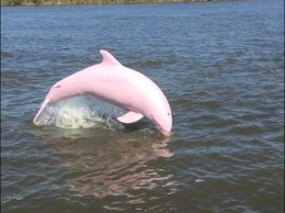 Легендарный розовый дельфин! Невероятно!