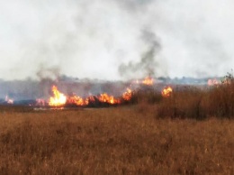 Браконьеры устроили пожар в парке «Тузловские лиманы», чтобы подстрелить побольше животных
