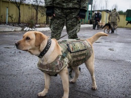 "Стоять! Пускаю собаку": Где можно использовать служебных собак и как за ними должны ухаживать