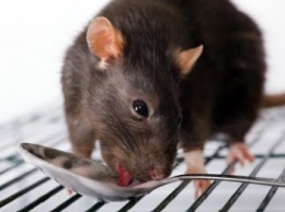 Одесситке в упаковке семечек попались фекалии крысы (ФОТО)