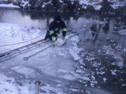 В Хмельницкой области спасатели освободили лебедя из ледяного плена (Фото)