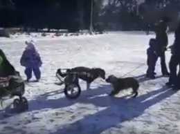 Спасенная собака гуляет в парке