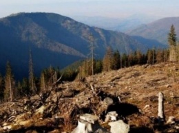 Москаль сделал важное заявление о вырубке леса на Закарпатье