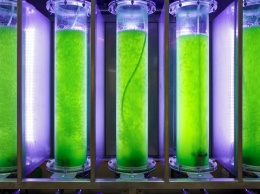 Ученые изобрели простой способ выращивания микроводорослей