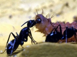 Гусеницы своими выделениями заставляют муравьев защищать их