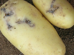 В Крым пытались провезти 10 тонн зараженного картофеля