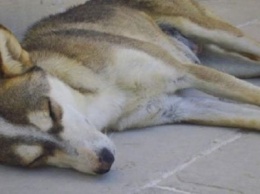 На Днепропетровщине живодеры убивают собак